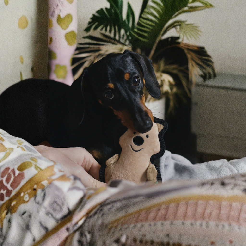 Beco Ruig en sterk Quokka