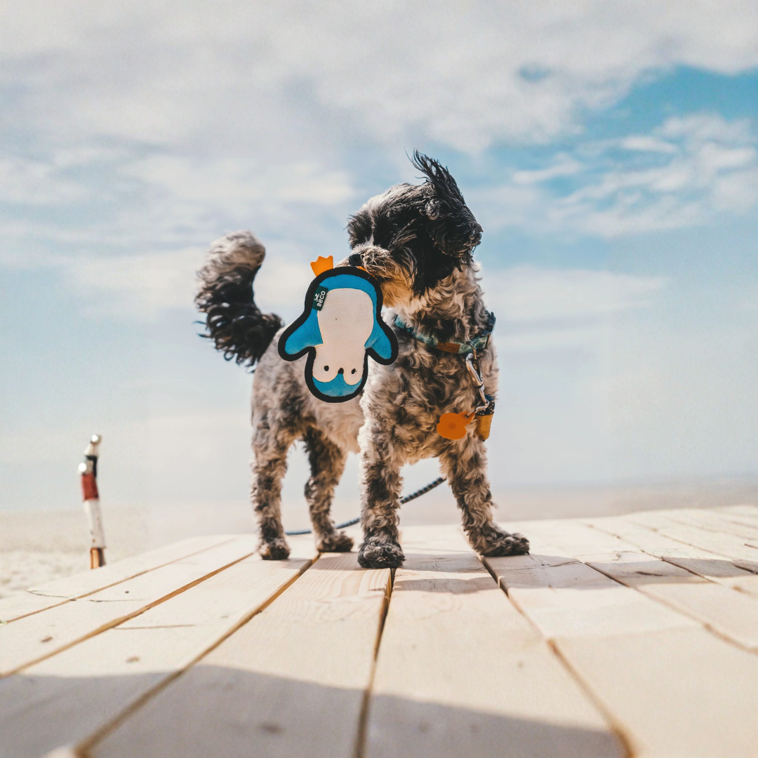 Beco Ruig en sterk Pinguïn