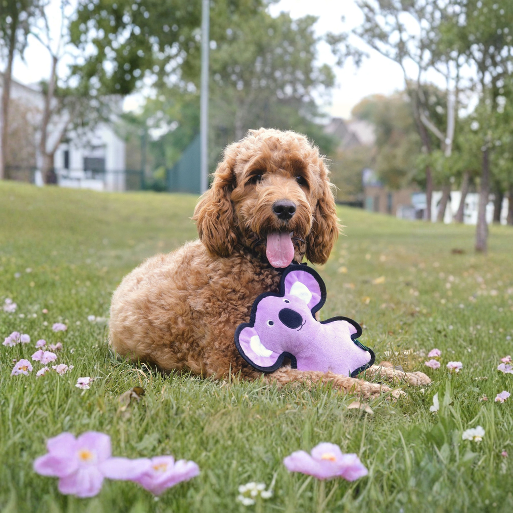 Beco Ruig en sterk Koala