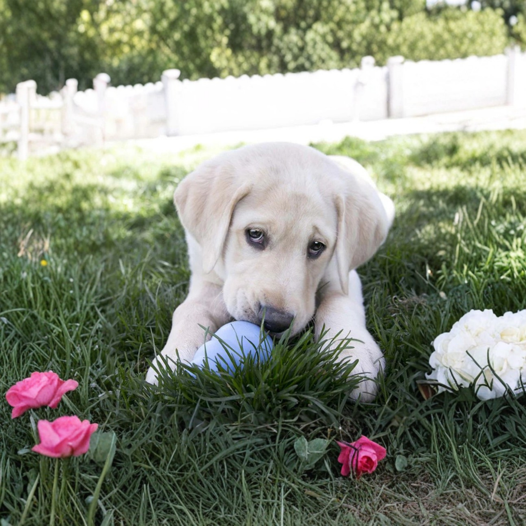 Kong Puppy Kauwspeelgoed