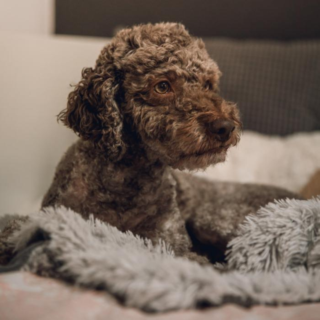 Topmast fluffy deken