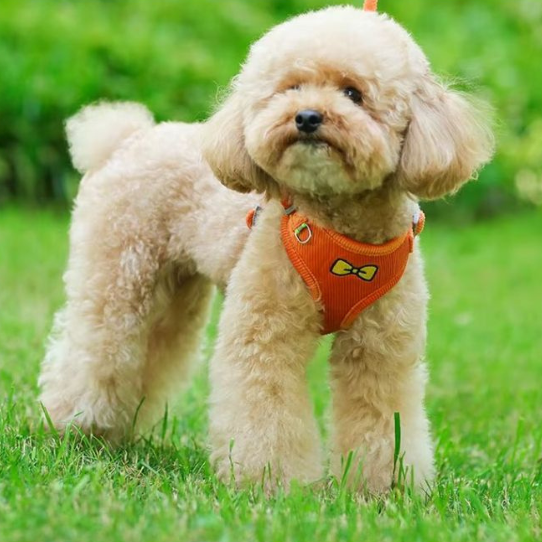 Hondentuigje + Looplijn