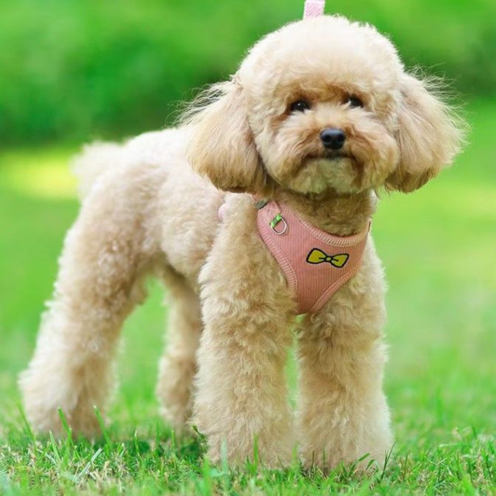 Hondentuigje + Looplijn