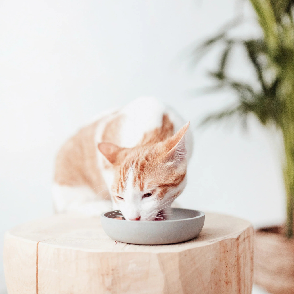 District Bamboo Voer & Drinkbak