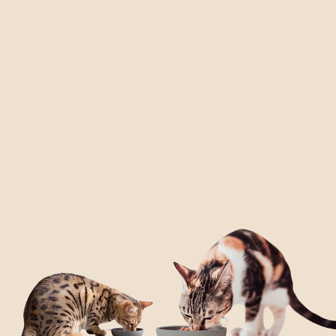 District Bamboo Voer & Drinkbak