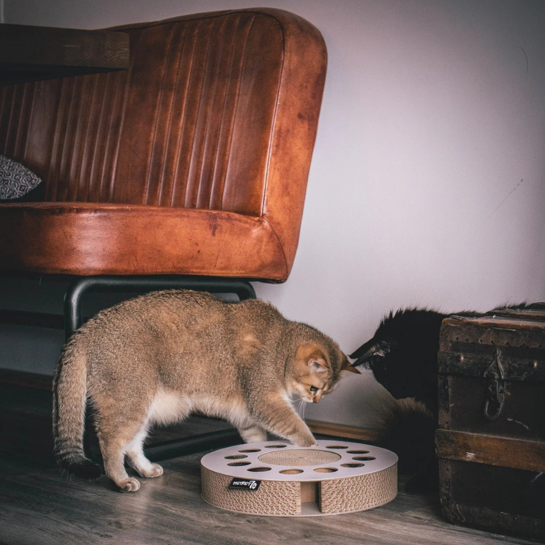 District krabfunctie met speelbal