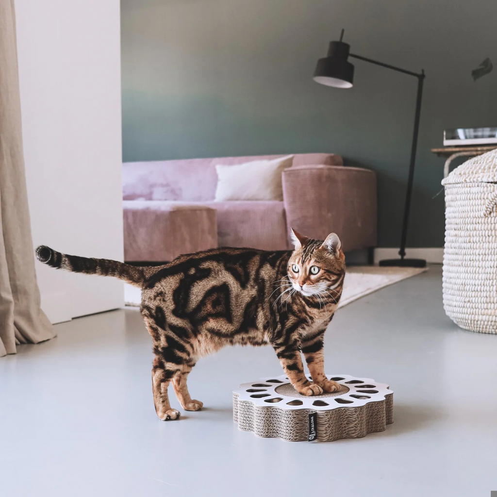 District krabfunctie met speelbal