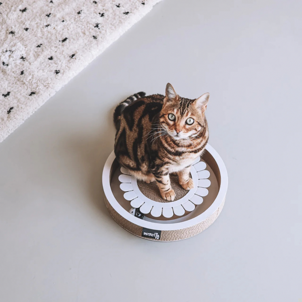 District krabfunctie met speelbal