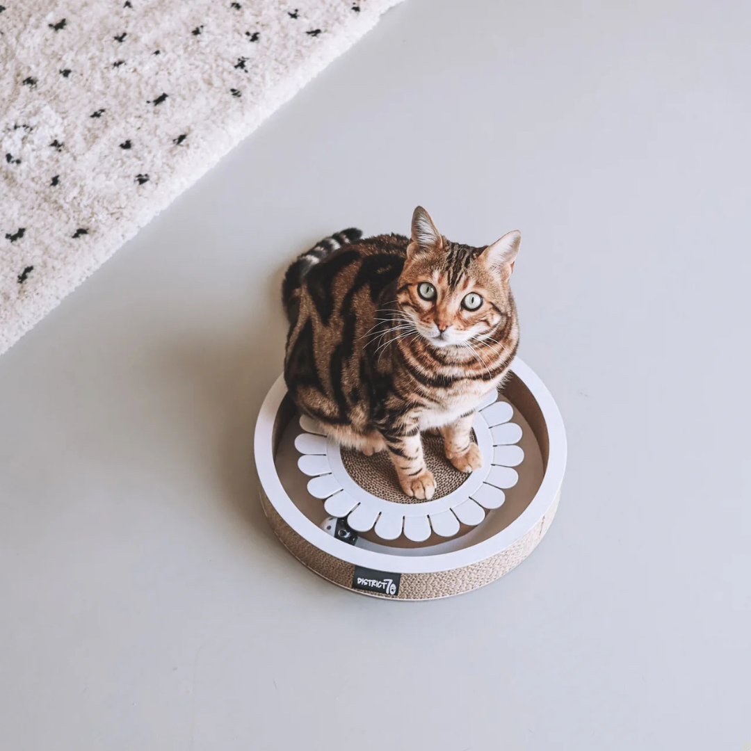 District krabfunctie met speelbal