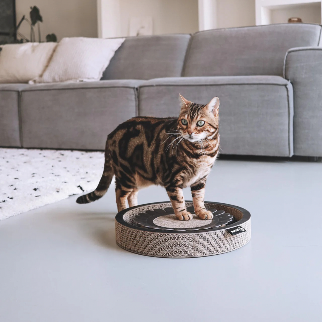 District krabfunctie met speelbal