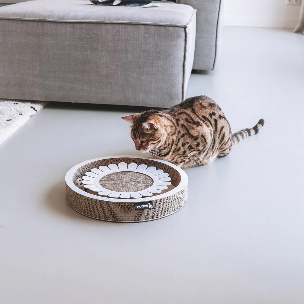 District krabfunctie met speelbal