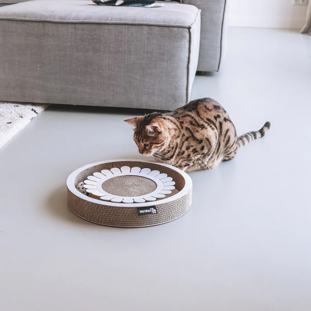 District krabfunctie met speelbal