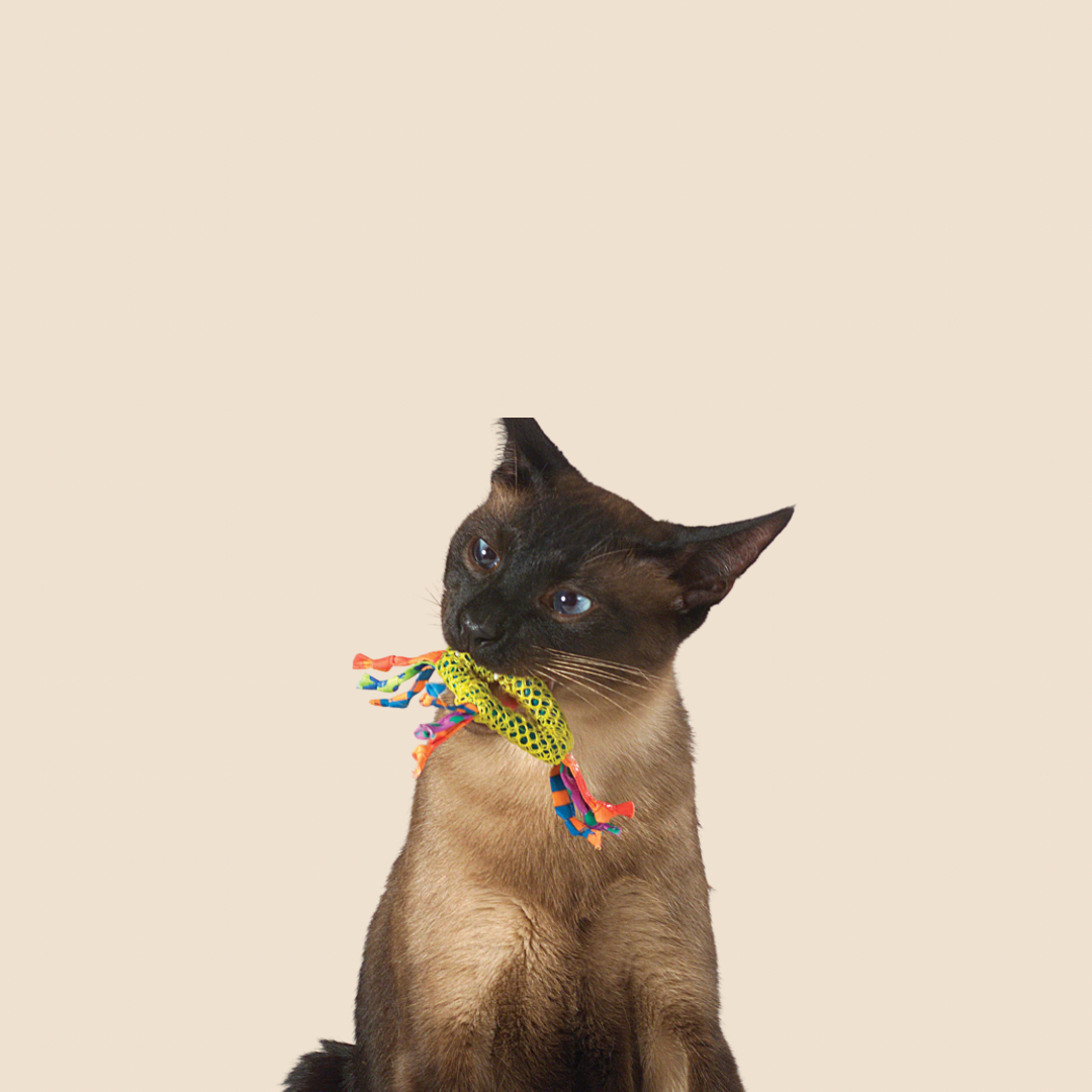 Dental Health speelgoed