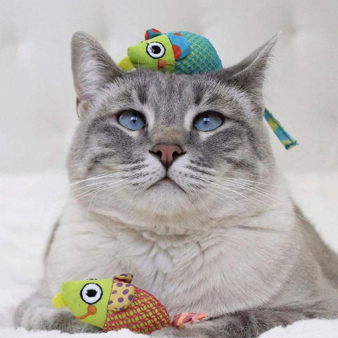 Dental Health speelgoed