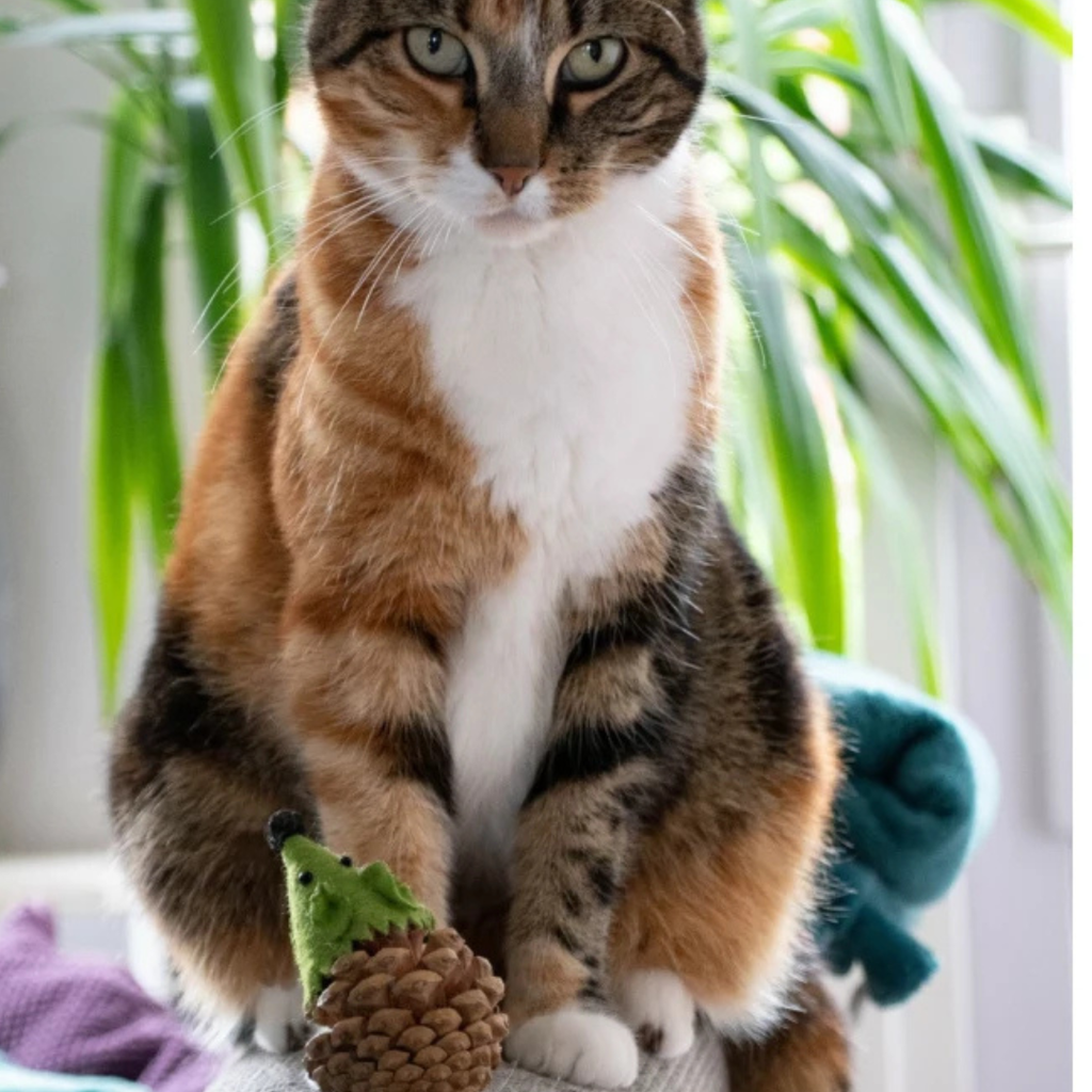 Madnip Dennenappel Muis