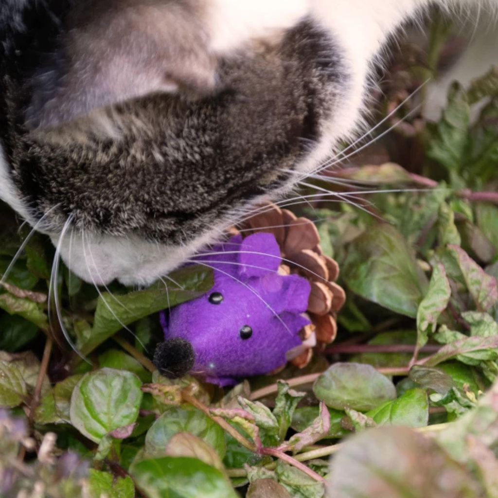 Madnip Dennenappel Muis
