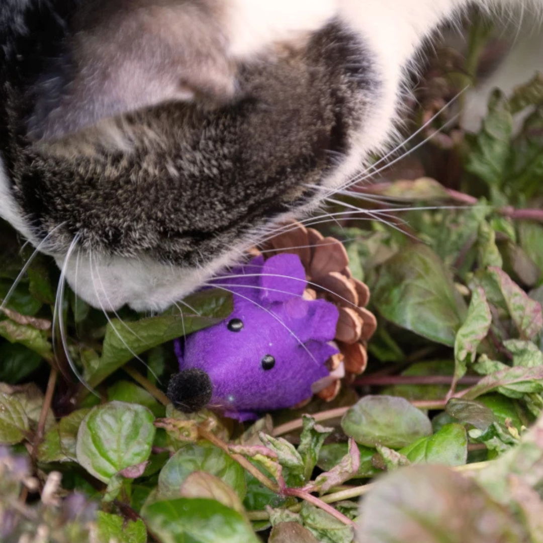 Madnip Dennenappel Muis