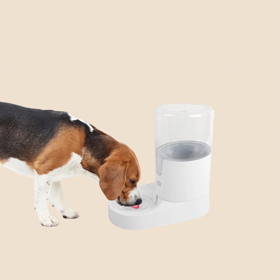 AFP Lifestyle Pet Waterer