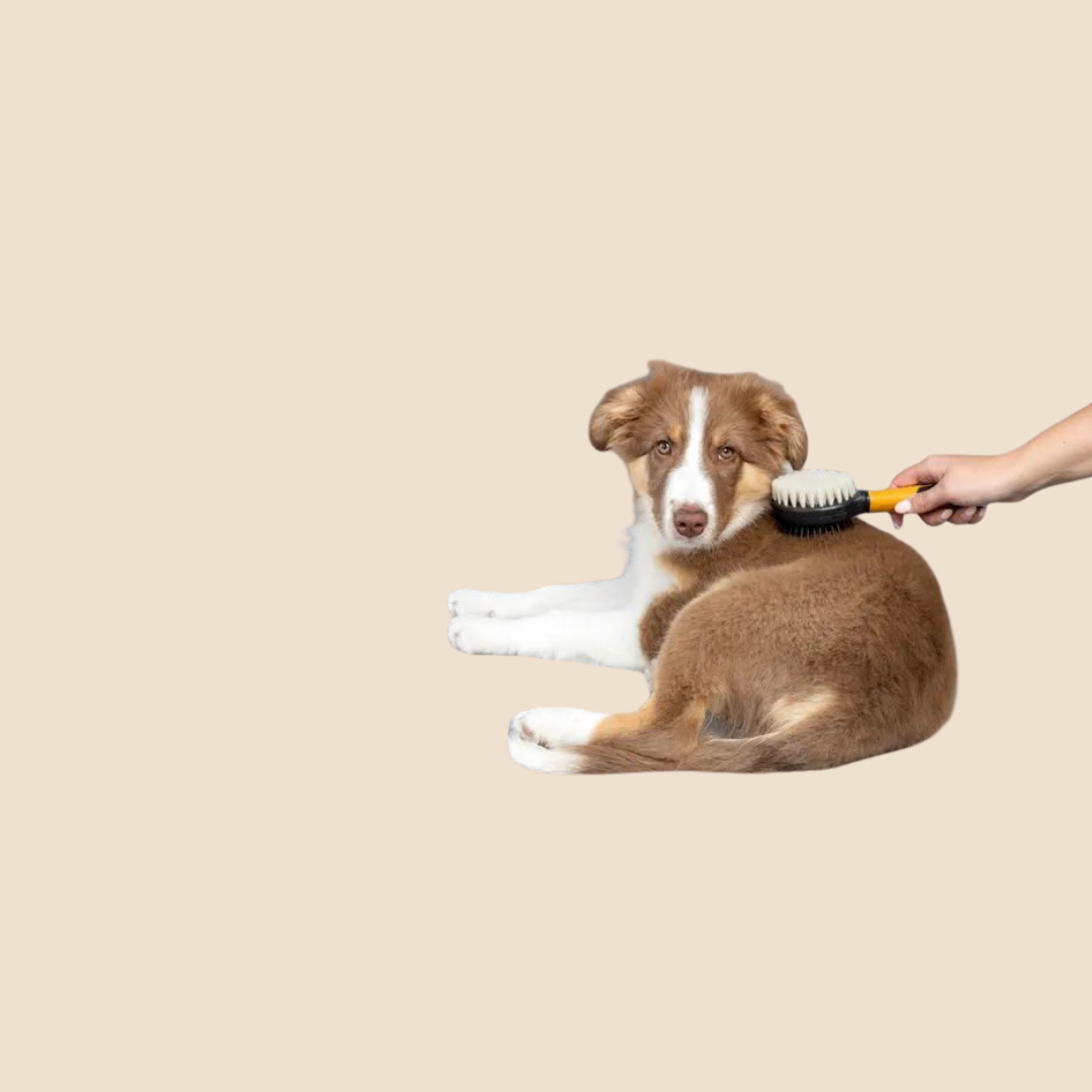 3in1 Puppy - Borstel, Pinborstel en Vlooienkam