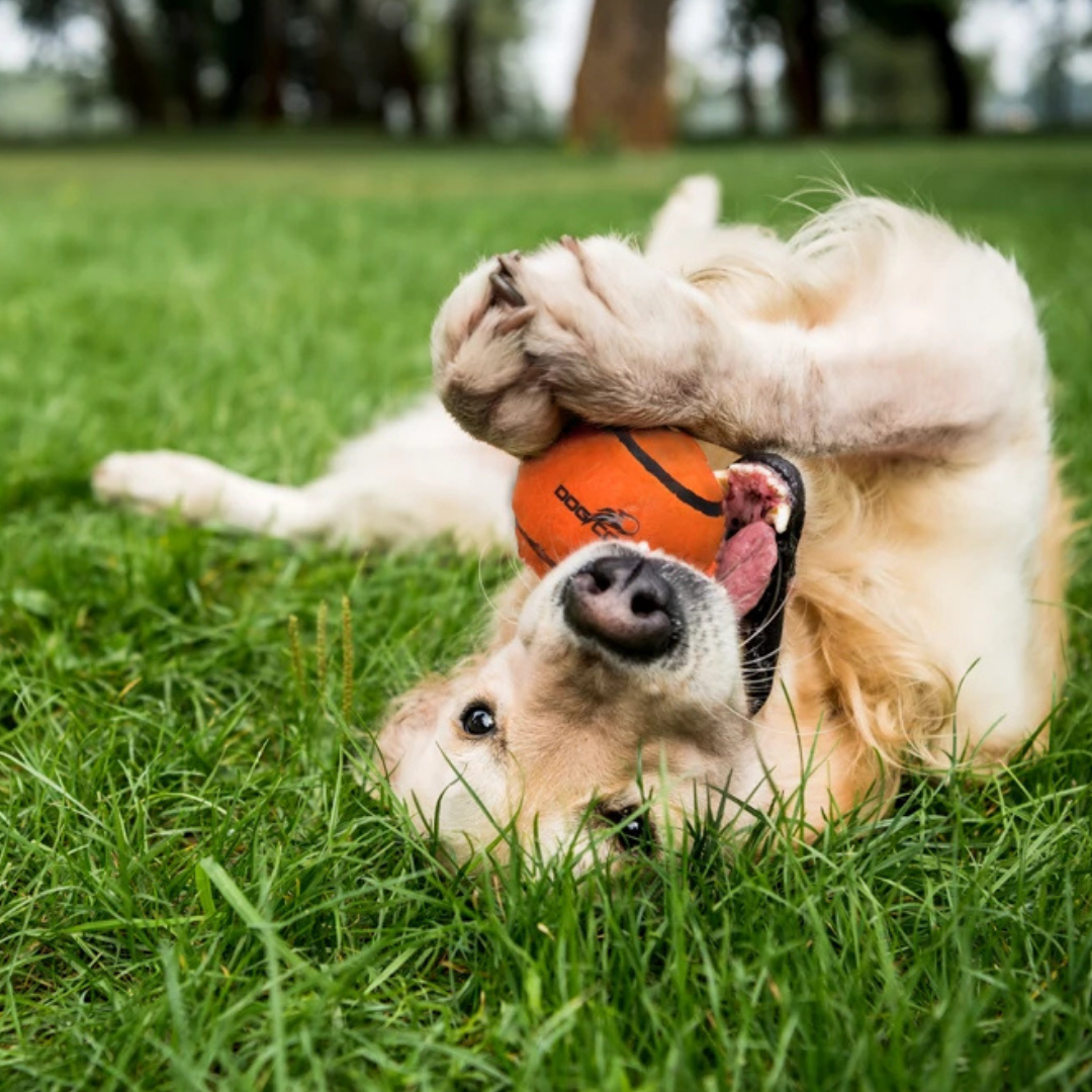 Dog Comets Tennisbal met Pieper - Oranje S