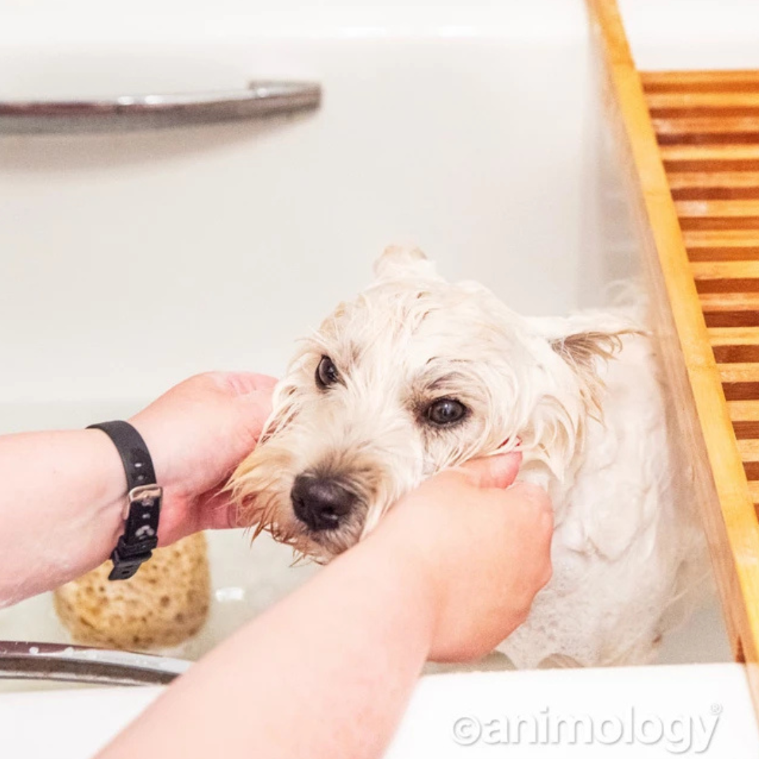 Animology White Wash Dog Shampoo 250 ml