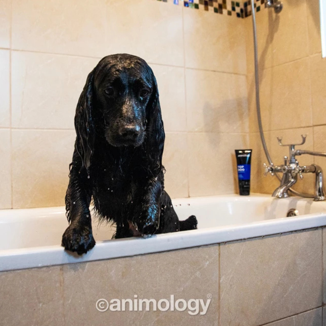 Animology Top Dog Conditioner 250 ml