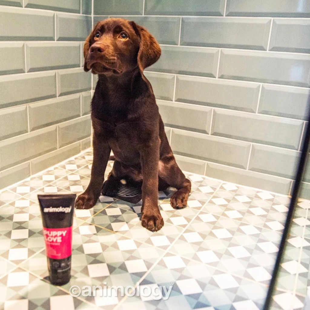 Animology Puppy Love Puppy Shampoo 250 ml